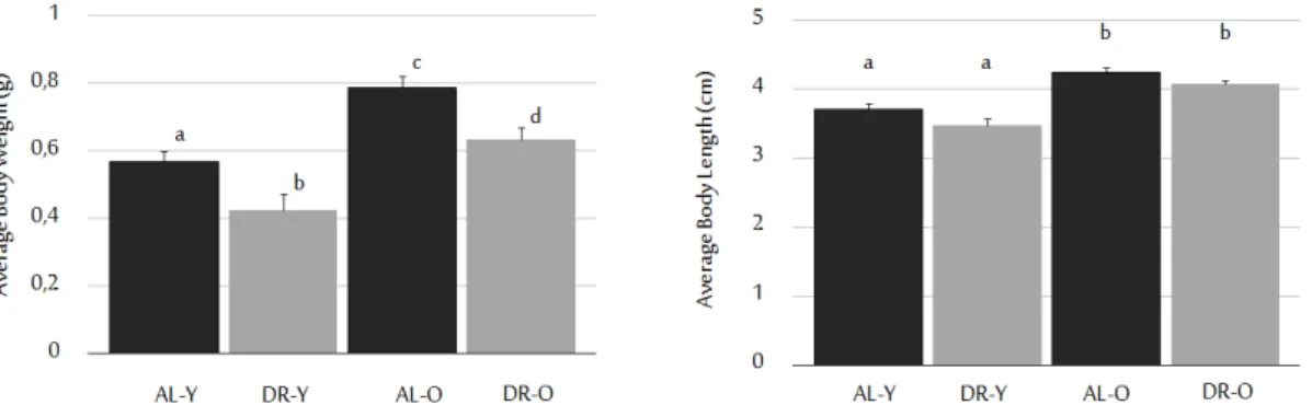 Figure 2.1: Effects of age and diet on animal body weight and lengths. DR regi- regi-men applied significantly decreased body weight without affecting body lengths.