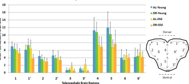 Figure 2.6: Regionwise cell counts across the telencephalon. Graph shows distri- distri-bution of actively proliferating cells (+SE) in distinct regions of the telencephalon, as shown on the right diagram
