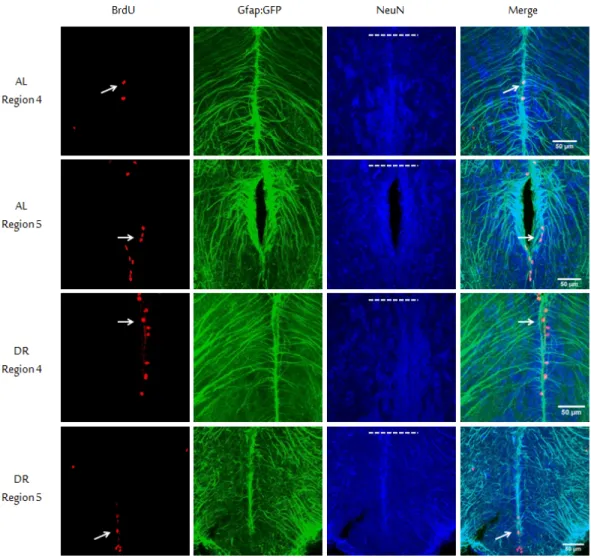 Figure 2.7: Characterization of proliferating cells. Representative triple immunos- immunos-taining images are shown