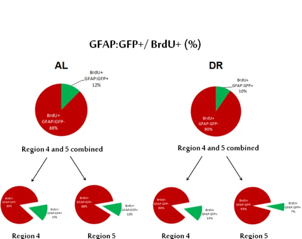Figure 2.8: Percentage of gfap:GFP and BrdU positive cells. Pie graphs show all proliferating cells for AL and DR fish groups