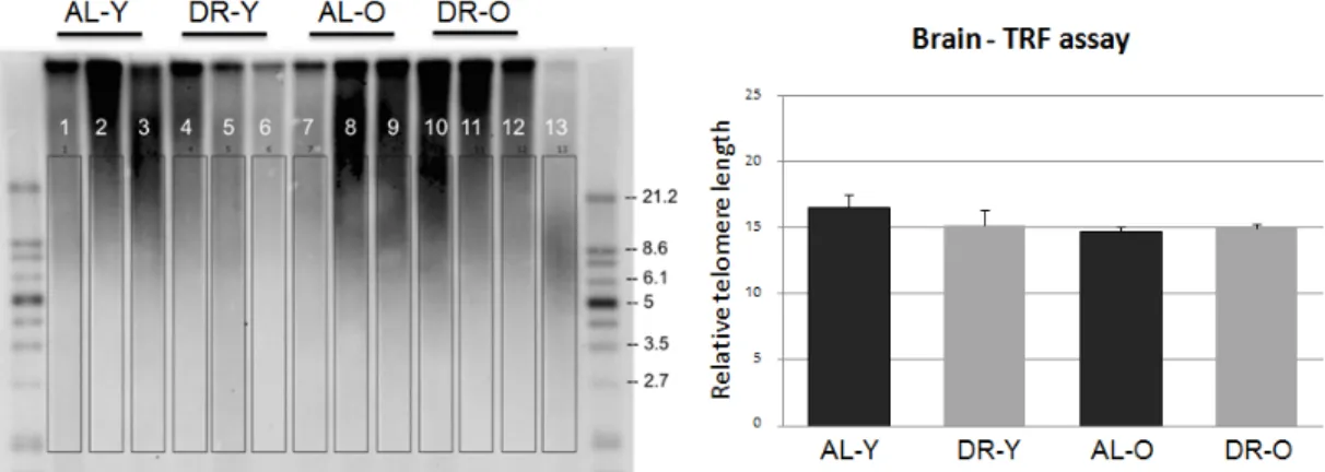 Figure 3.2: TRF assay. A second method of terminal restriction fragment (TRF) assay for telomere length measurement was applied using zebrafish brain  sam-ples