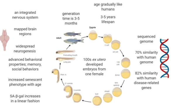 Figure  1.2.  Zebrafish  developmental  time  line  and  its  properties  as  a  model  organism