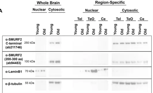 Figure  3.4  Representative  Western  blots  for  subcellular  fractions.  Smurf2  protein  was  enriched  in  the  cytosolic  fraction  of  the  zebrafish  brain
