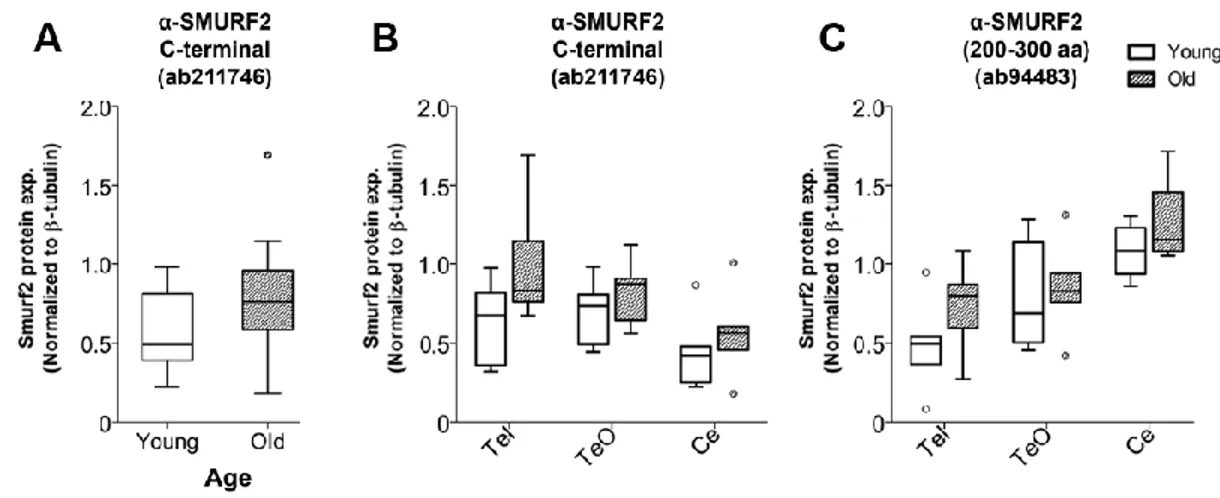 Figure  3.6  Smurf2  protein  was  enriched  in  the  cytosolic  fraction  of  the  zebrafish  brain