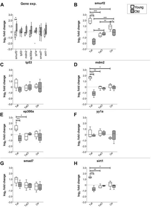 Figure 3.7 The relative gene expression levels of smurf2 and its interacting partners