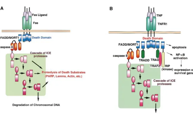 Figure 1-4 Fas-induced and TNF-induced Apoptosis Models (Nagata, 1997). 