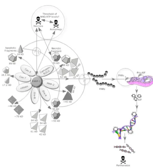 Figure 1-5 Various Fragments of PARP-1 after cleaved by specific suicidal  proteases (Chaitanya, 2010)