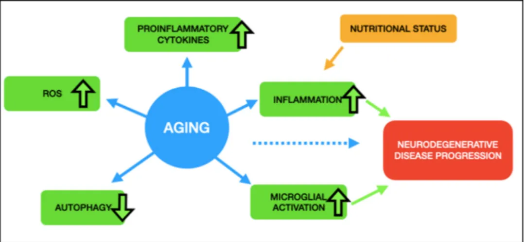 Fig. 2. Aging is accompanied by an increase in ROS production, proinflammatory cytokines, inflammation, and microglial activation