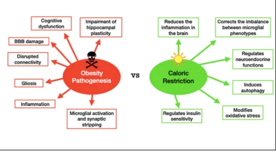 Fig. 3. Caloric restriction has been shown to combat obesity-related changes in inflammation, as an antiaging strategy to reverse the symptoms