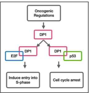 Fig. 4. TFDP1 competes with E2F and p53 depending on the cellular needs,  which results in either cell proliferation or cell cycle arrest and senescence