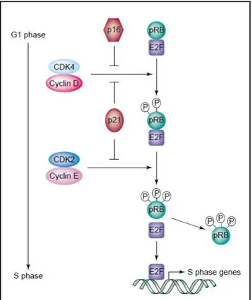 Figure 1.7: G1-S progression. RB is phosphorylated by the activated cyclin-D-CDK4 and  cyclin-D-CDK2 complexes, which in turn releases E2F transcription factors