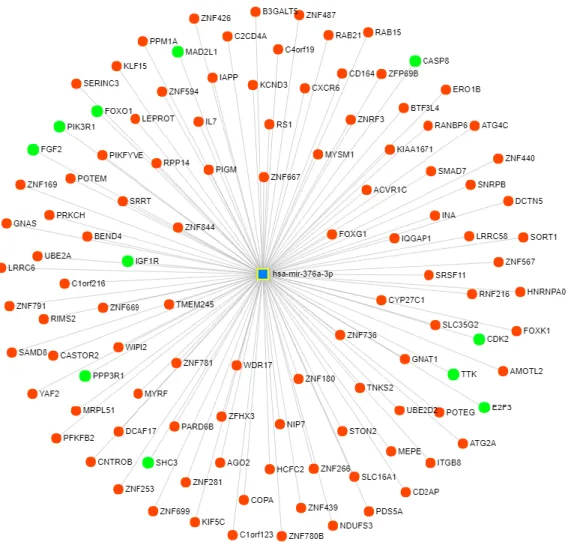 Figure 3.2: Target network of the miR-376a with miRNet tool; blue square represents miRNA and circles  show  gene  targets  and  green  circles  represents  genes  from  cell  cycle,  apoptosis  and  cancer  related  pathways