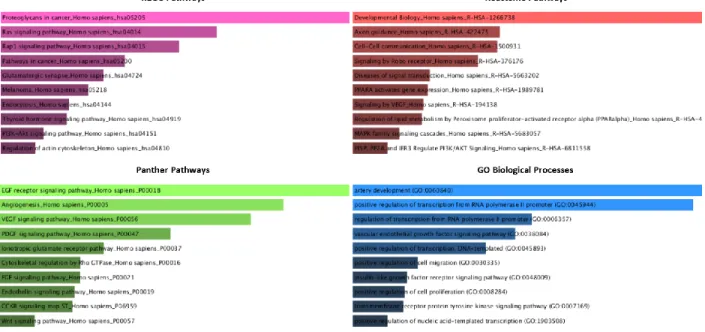 Figure  3.4:  Functional  classifications  of  miR-376a  predicted  targets  from  the  mirDIP  for  the  biological  processes with the online PantherDB tool