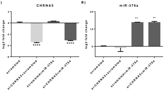 Figure  3.5:  RT-qPCR  confirmations  of  the  CHRNA5  downregulation  with  si-CHRNA5(A)  and  miR-376a  rescue with miRNA mimic (B) **: p-value ≤ 0.01 and ****: p-value ≤ 0.0001, when compared to scrambled  control group