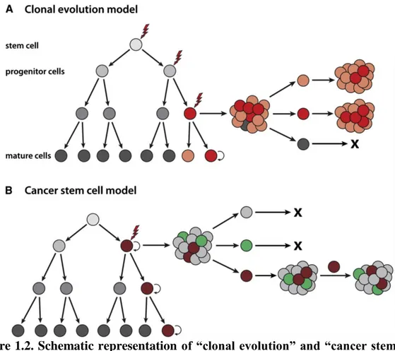 Figure 1.2. Schematic representation of “clonal evolution” and “cancer stem cell” 