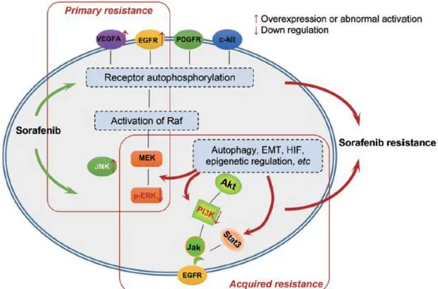 Figure  1.5.  Primary  and  acquired  resistance  mechanisms  to  Sorafenib  in  liver  cancer
