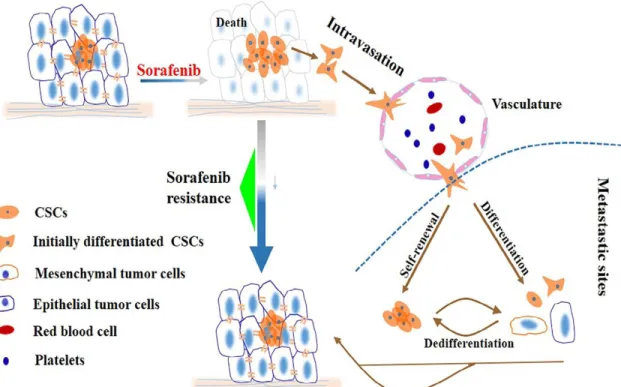 Figure 1.6. Role of liver cancer stem cells in the development of Sorafenib resistance