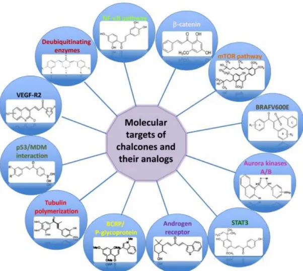 Figure  1.8.  Schematic  representation  of  molecular  targets  of  chalcones  and  their  analogs