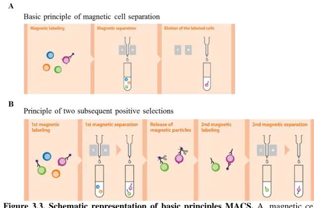 Figure  3.3.  Schematic  representation  of  basic  principles  MACS.  A.  magnetic  cell  separation and B