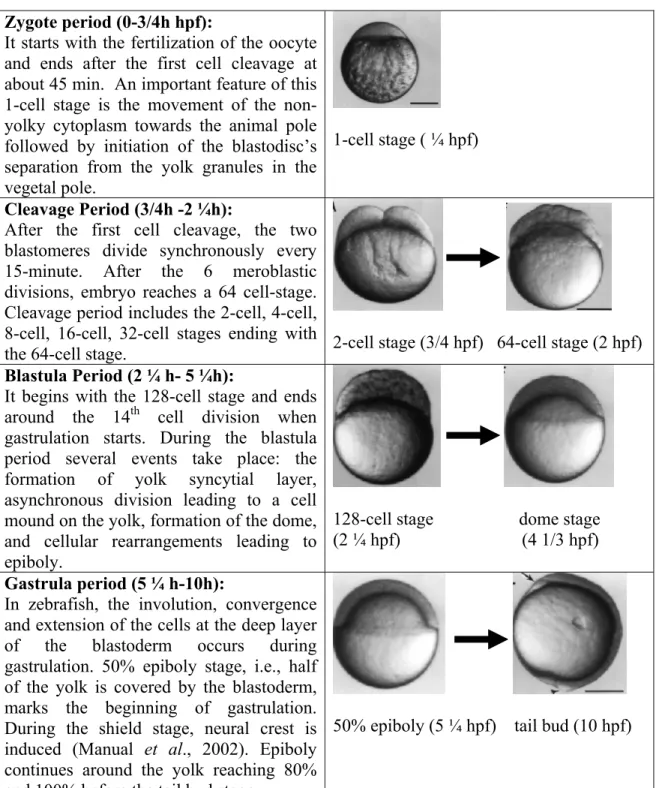 Table 1.1 Embryonic stages of zebrafish 0-72 hours embryonic stages of zebrafish are  shown including a brief description for each stage (Kimmel et al., 1995; Grandel et al.,  1998)
