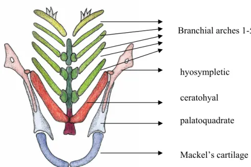 Fig. 1.2 The components of the pharyngeal skeleton. 