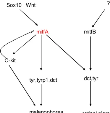 Fig. 1.7 Role of mitfA in pigmentation Sox10   Wnt   mitfB mitfA  ? C-kit  tyr,tyrp1,dct melanophores dct,tyr  retinal pigmetation 