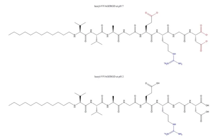 Fig. 1 Chemical structures of lauryl-VVAGERGD at pH 7 and pH 2.