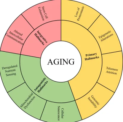 Figure 1.1: Interconnections among hallmarks of aging [4]