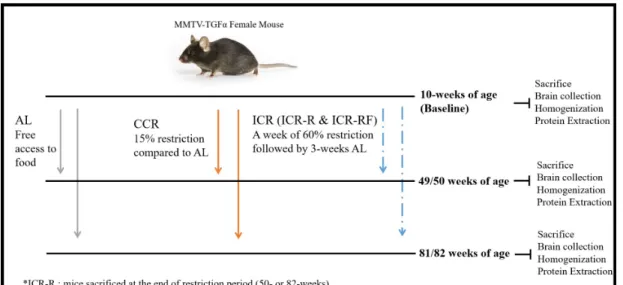 Figure 2.1: Figurative Representation of Experimental Setup