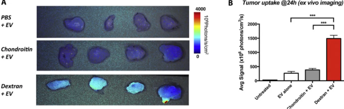 Fig. 8. Schematic depiction of the application of SR-A blockade for tumor delivery of EV carrying therapeutic molecules.