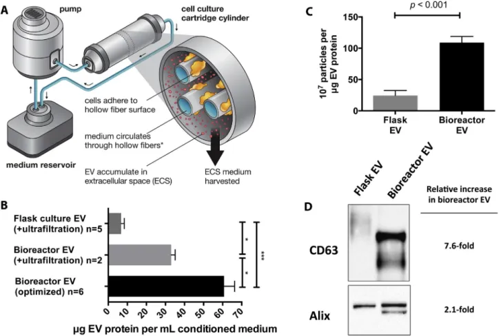 Fig. 1. Hollow-ﬁber bioreactor is a high-yield source of EV. (A) Schematic representation of EV production in hollow-ﬁber bioreactor