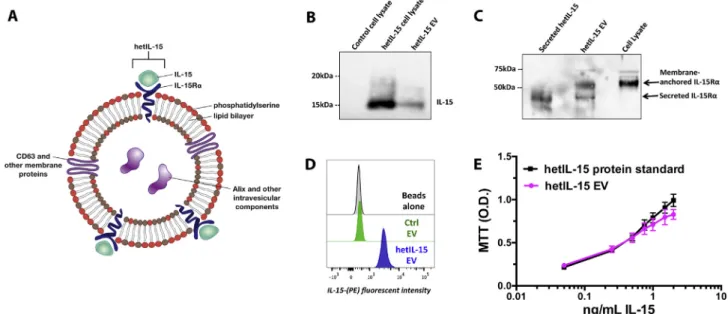 Fig. 3. EV puriﬁed from hollow ﬁber bioreactor and containing surface hetIL-15 retain IL-15 bioactivity
