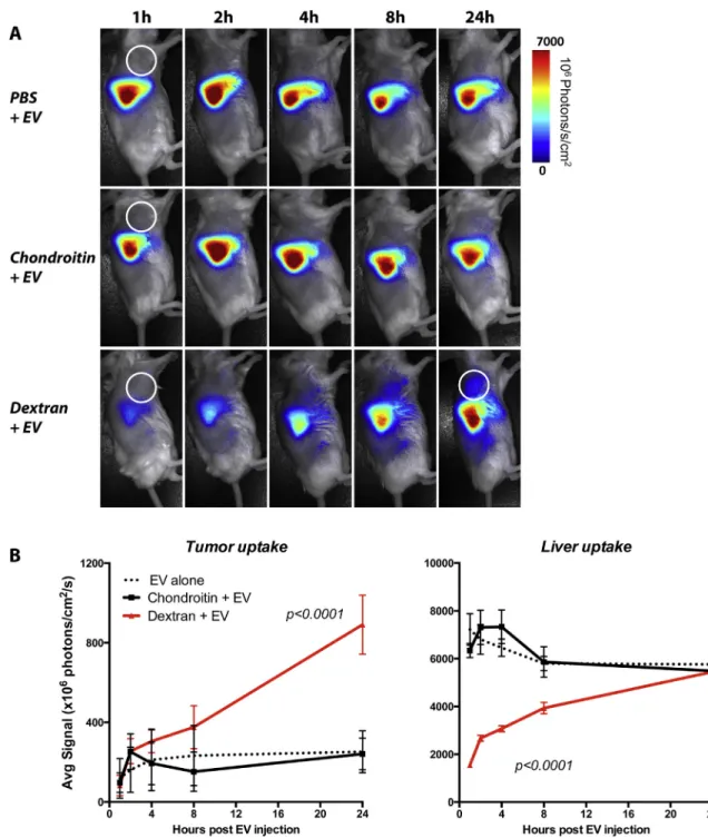 Fig. 6. Kinetics of EV uptake by liver and tumor following single injection of SR-A blocker in subcutaneous 4T1 tumor-bearing Balb/c mice (tumor location indicated by white circle).