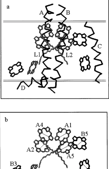 Figure 1. Model structure of CP29. a.) The protein folding of LHCII consists of three mem- mem-brane-spanning α-helices and a fourth helix running parallel to the presumed position of the photosynthetic membrane (double lines)