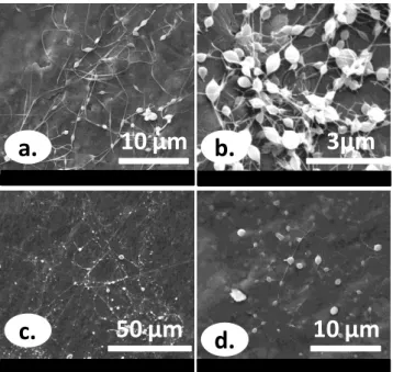 Figure  17.  SEM  images  of  electrospun  alginate/PEO  solutions  with  3%  (w/v)  total  polymer concentrations  and different  ratios  (a) 62:28  (b) 75:25; 4% (w/v)   total polymer concentrations and different ratios (c) 62:28 (d) 75:25 in aqueous  so