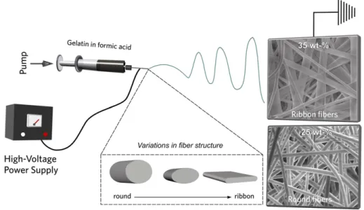 Fig. 1. A cartoon illustration of a typical electrospinning setup used for the fabrication of gelatinﬁbers with the respective SEM images, which show the formation of round and ﬂat/ribbon ﬁbers depending on the gelatin concentration used for the electrospi