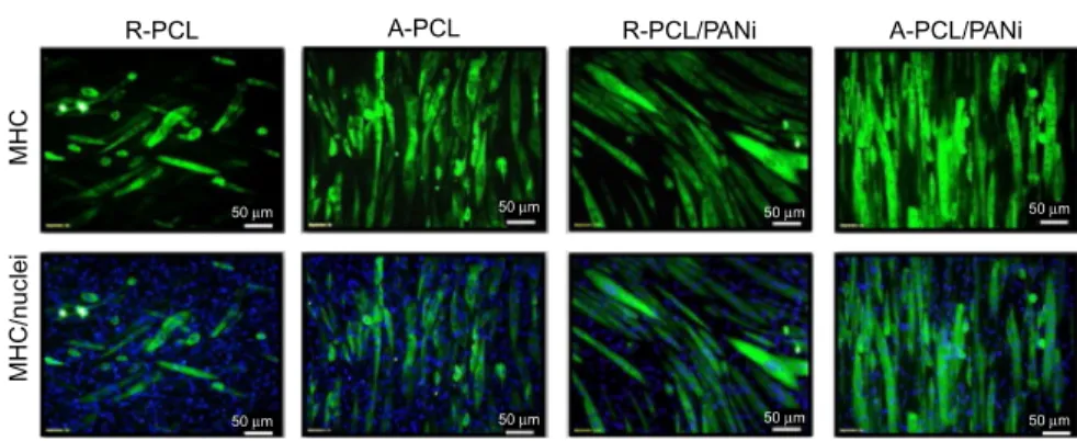 Fig. 1.11 Representative immunofluorescent images of myotubes differentiated for 5 days on random PCL (R-PCL), aligned PCL (A-PCL), random PCL/PANi-3 (R-PCL/PANi), and aligned PCL/PANi-3 (A-PCL/PANi) nanofibers and immunostained for MHC (green) and nucleus