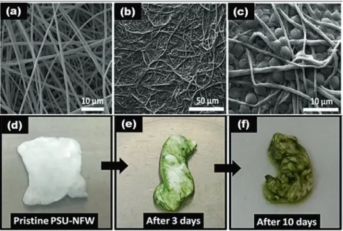 Fig. 6.11  Representative SEM images of (a) pristine PSU-NFW and (b and c) microalgae/PSU-  NFW (under different magnifications)