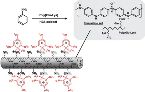 Fig. 8.9 Schematic illustrations for synthesis and structure of poly(Glu-Lys)-doped PANI nanofibers