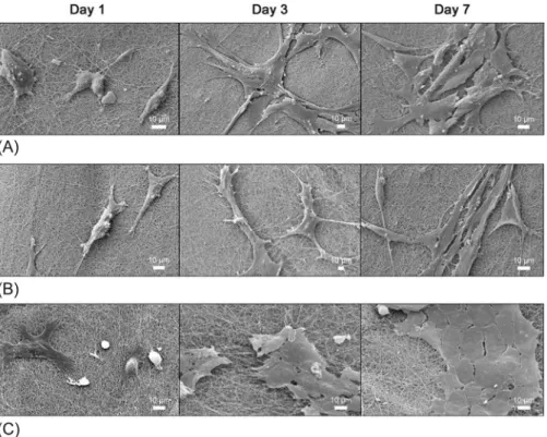 Fig. 8.7 Scanning electron microscopy observation of human fibroblasts (A), microvascular endothelial cells (B), and keratinocytes (C) cultured on electrospun chitosan nanofibers for 1, 3, or 7 days.