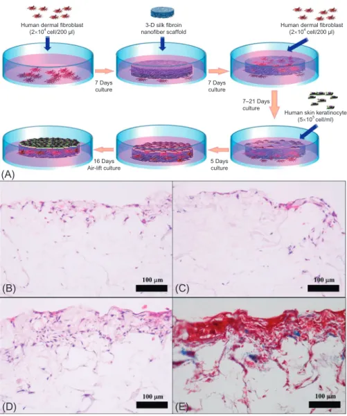 Fig. 8.8 Schematic illustration for cocultured method (fibroblasts and keratinocytes) using air-liquid culture system (A)