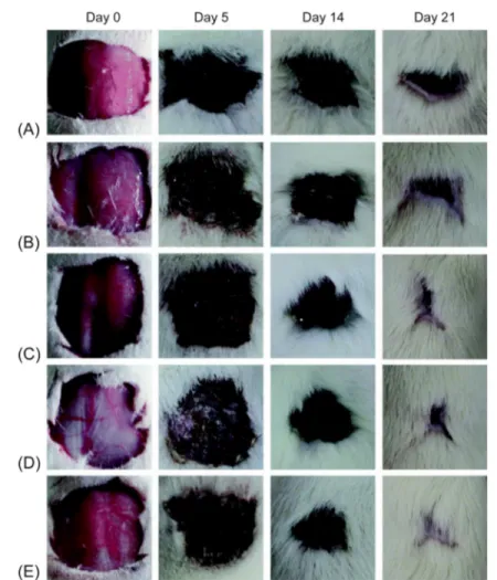 Fig. 8.11 Representative images of the skin wound recovery process after 0, 5, 14, and 21 days.