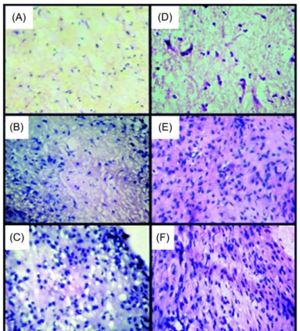 Fig. 8.12 Histological images (H&amp;E staining) of neat PCL membranes (A–C) and PCL membranes containing 1 wt% ZnO nanoparticles (D–F) after 5 days (A and D), 10 days (B and E), and 20 days (C and F) of subcutaneous implantation in guinea pigs.