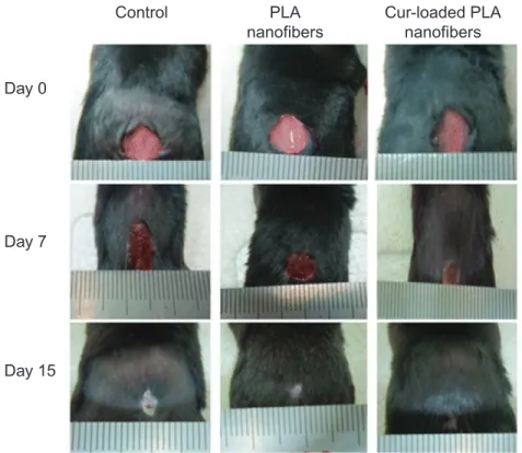 Fig. 8.13 Photographs of the closure of control, PLA nanofiber-treated and Cur-loaded PLA nanofiber-treated mouse back wounds on days 0, 7, and 15.