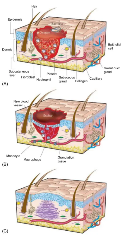 Fig. 8.1 See legend on opposite page.