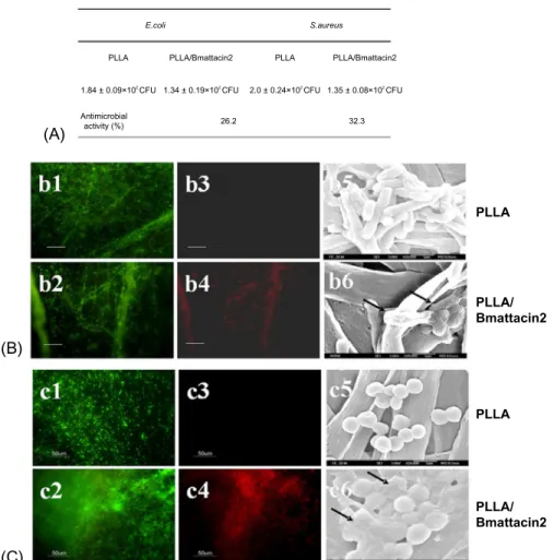 Fig. 8.15 Antibacterial effect of electrospun composite membranes. (A) Investigating antibacterial effect of electrospun composite membranes on E