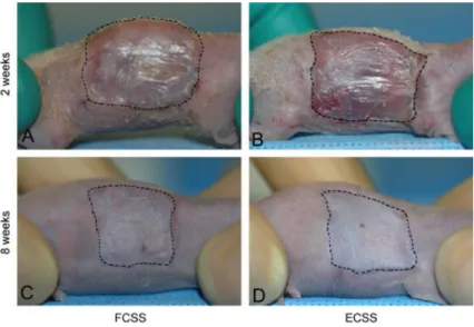 Fig. 8.3 Appearance of grafts on athymic mice 2 and 8 weeks after grafting. Skin substitutes fabricated using freeze-dried (FCSS; A and C) or electrospun collagen (ECSS; B and D) at 2 weeks (A and B) or 8 weeks (C and D), respectively