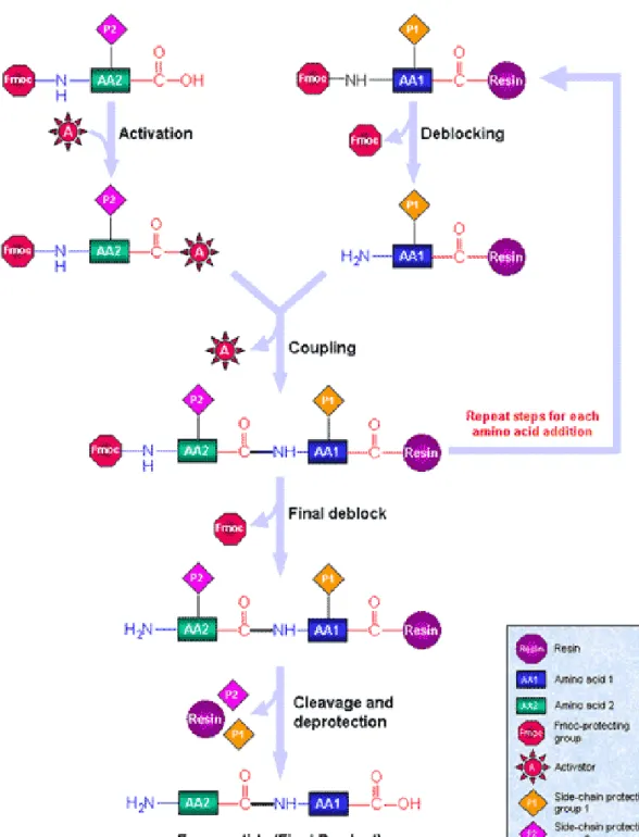 Figure 1. Solid Phase Synthesis Diagram. Reproduced with permission from Sigma- Sigma-Aldrich