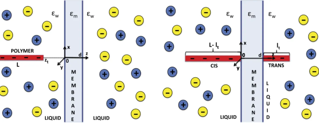 FIG. 1. A schematic representation of the membrane with dielectric permittivity ε m and thickness d, and the ds-DNA molecule with length L ≫ d, immersed in a monovalent electrolyte solution