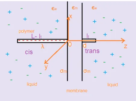 Figure 5.2: Schematic depiction of a polymer with length L translocating through a membrane of thickness d from the CIS to the TRANS side.